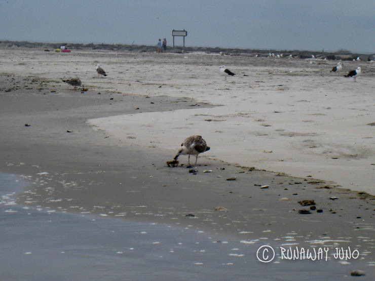 Sea gull eating clams