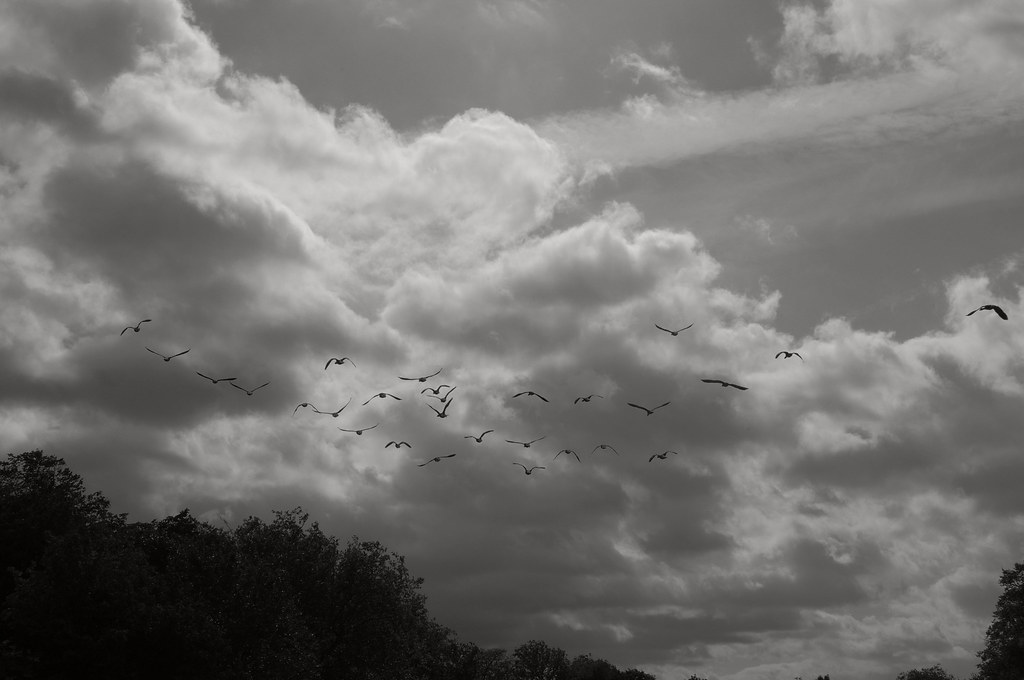Autumn Goose Flight bw