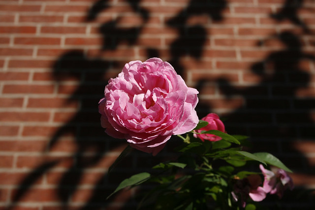 other pink rose