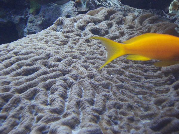peixe-laranja