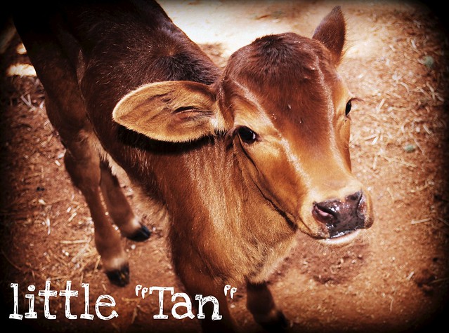 tan the calf