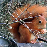 red squirre