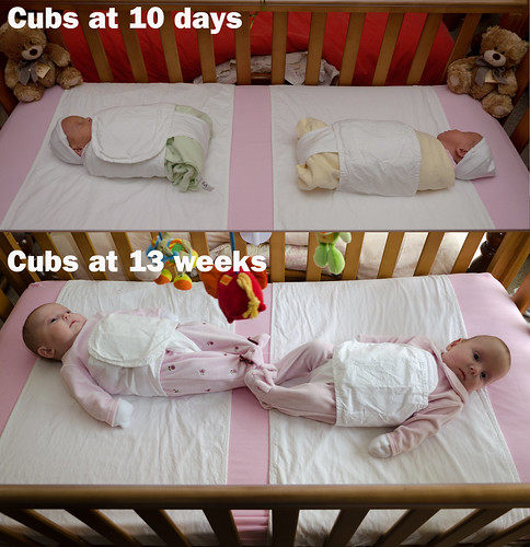 #wolfcatcubs - 10days old vs 13 weeks old