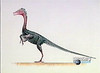 PaleoMundo - Dinosaurios que vuelan (7)