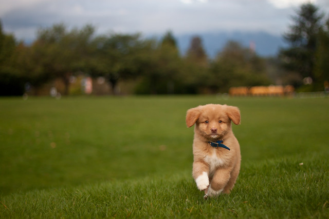 Introducing... Denver the Duck Toller!