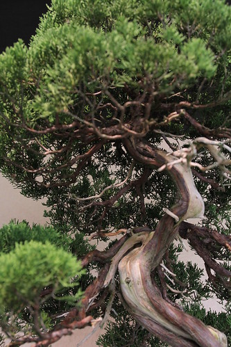 真柏 Shimpaku (Japanese Juniper) - 盆栽美術館 - bonsai museum