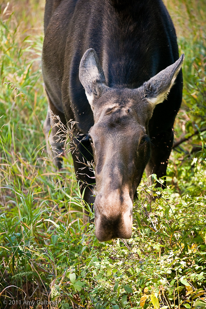 Close up Moose