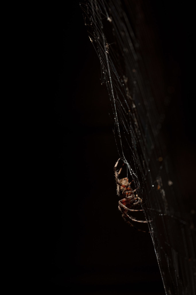 Spider, at night