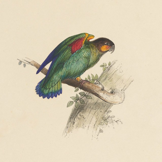 End 6. Small parrot --  hand-coloured lithograph. drawing (85)
