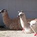 llamas and an alpaca