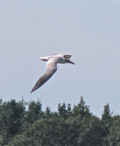 Caspian Tern at Evergreen Lake 16