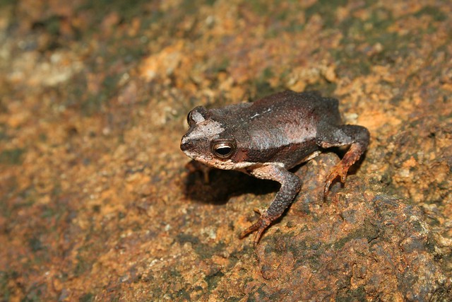 Cuban long-nosed toad (Peltophryne longinasus)--Ariel Rodriguez