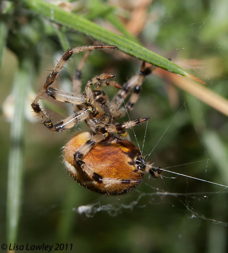 Four Spotted Orb Weaver Spider/Araneus quadratus. Female *Set of 4*