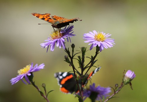 Comma and Red Admiral