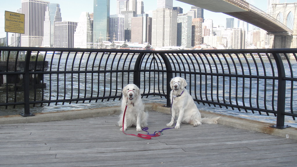 Daily Brooklyn Bridge Dogs 19 September 2011