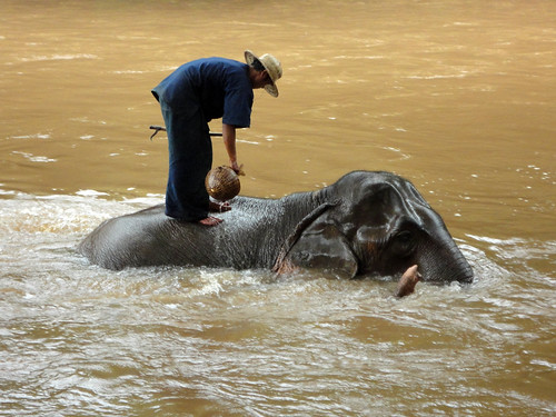 Thailand elephant bath