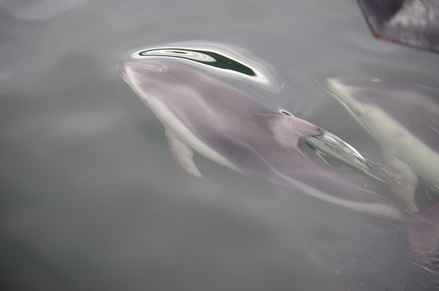 White-Sided Dolphins in Howe Sound