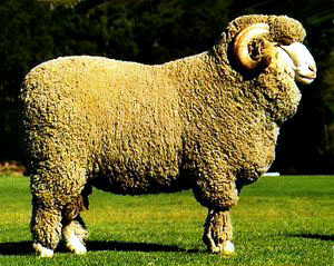 south african-sheep
