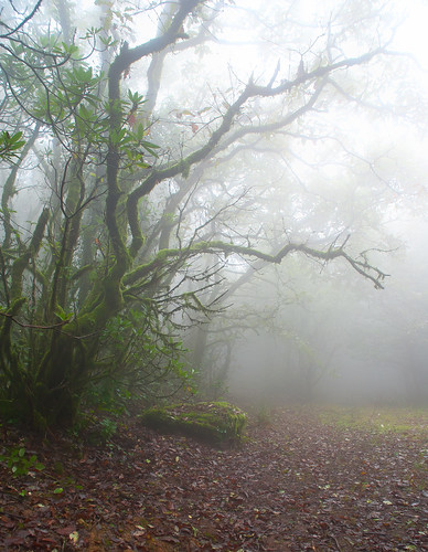 niebla en el bosque by carlos_d700