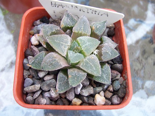 Haworthia pygmaea by srboisvert