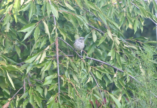 Gray Bird (Don't Know What Kind)