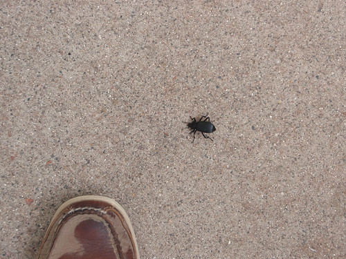 large beetle