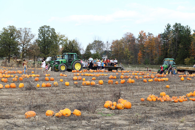 miller's farm, pumpkin patch
