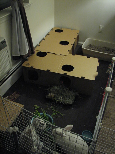 new bunny fortress