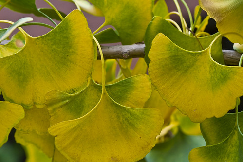 Ginkgo1 by pdecell