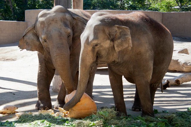 Слоны и тыквы (зоопарк Дэнвера)
