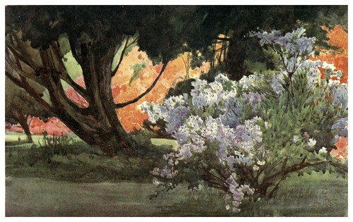 030-Azaleas- Flower grouping in English, Scotch & Irish gardens 1907- Margaret Waterfield