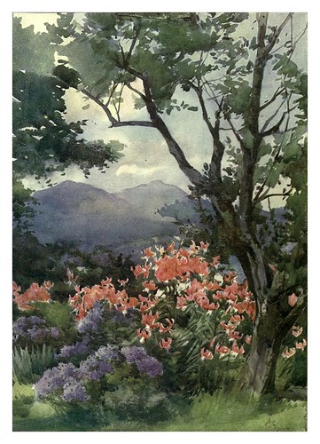 023-Lirios tigre y margaritas en Escocia- Flower grouping in English, Scotch & Irish gardens 1907- Margaret Waterfield