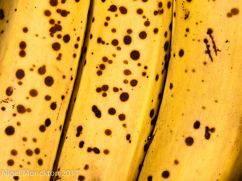 1000/612: 16 Oct 2011: Bananas by nmonckton