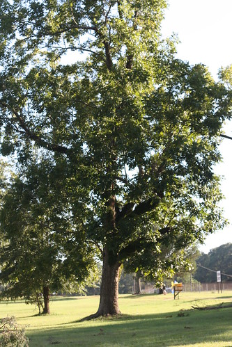 Pecan Tree in the yard