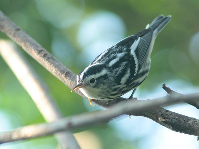 Black-and-White Warbler 4-20110914