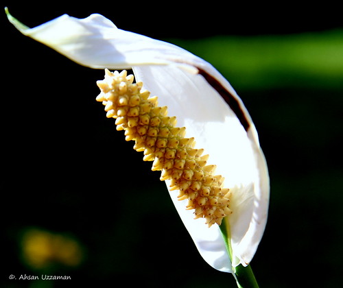 Peace Lily by Ahsan.