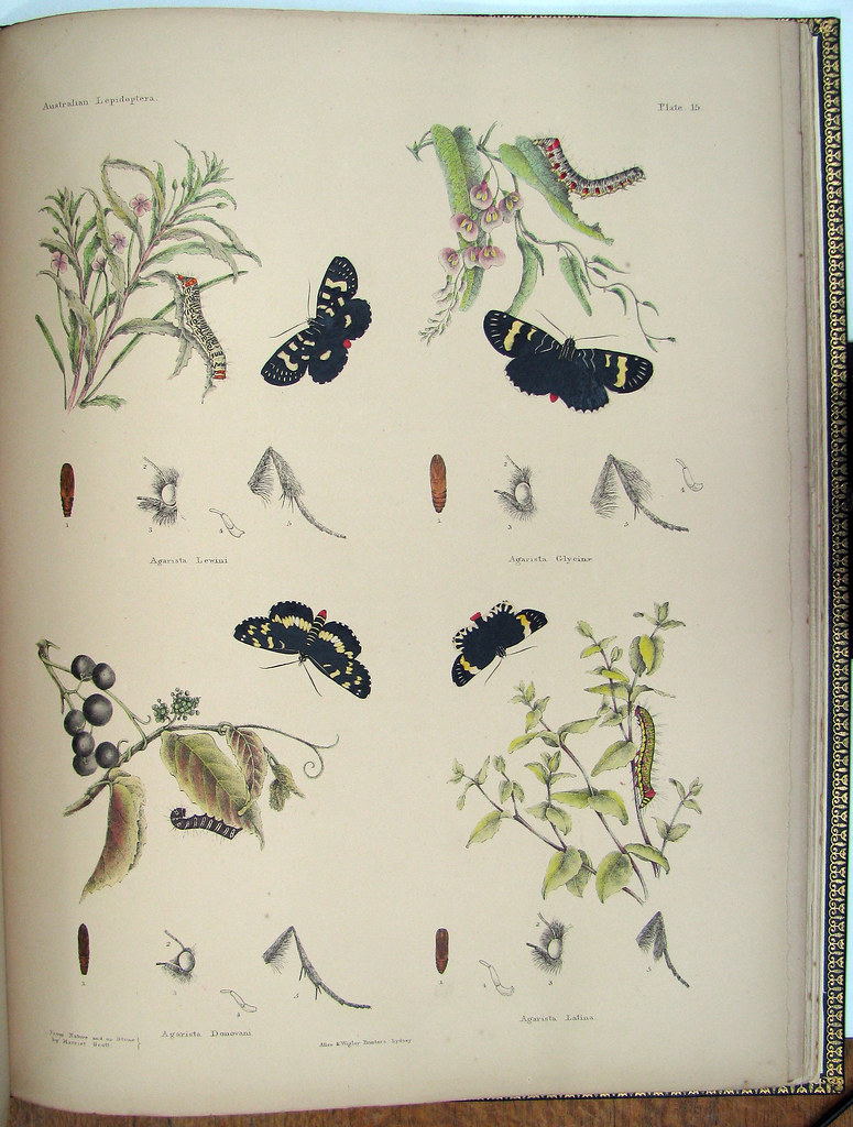 coloured book illustration of Australian butterflies