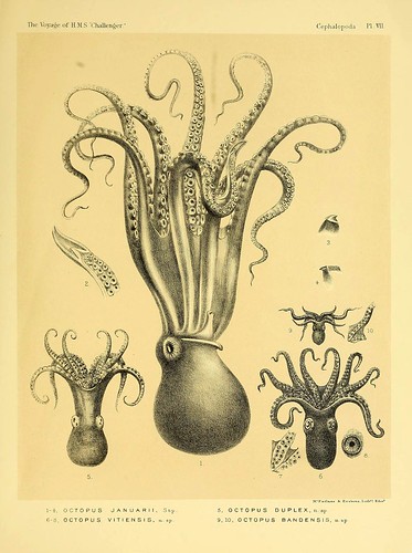012-Report on the Cephalopoda collected by H. M. S. Challenger …1886- William Evans Hoyle.