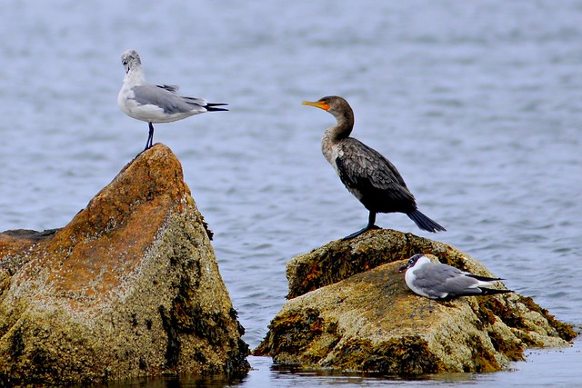 cormorant two 2011