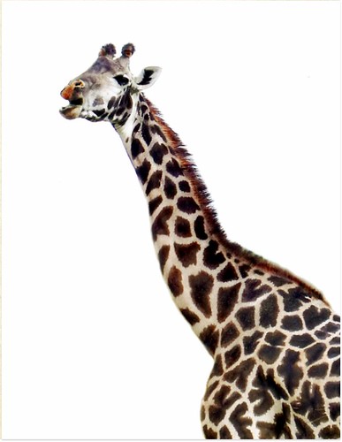 Giraffe Talk by scilit