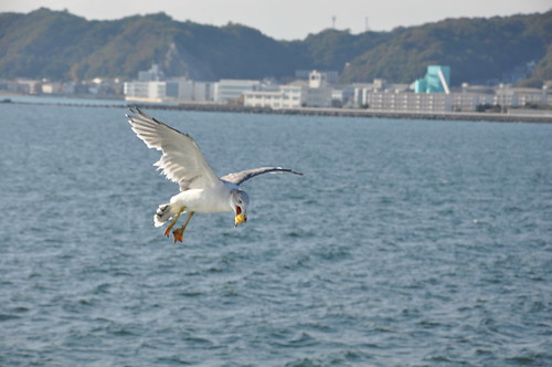 2011.09.23-久里浜-金谷_053