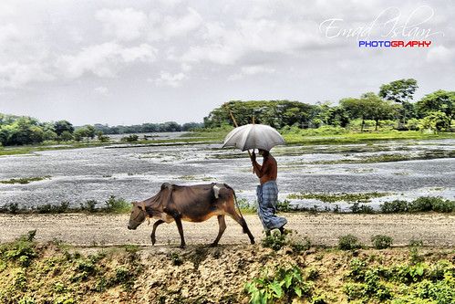Pleasures of the rural life by Emad Islam