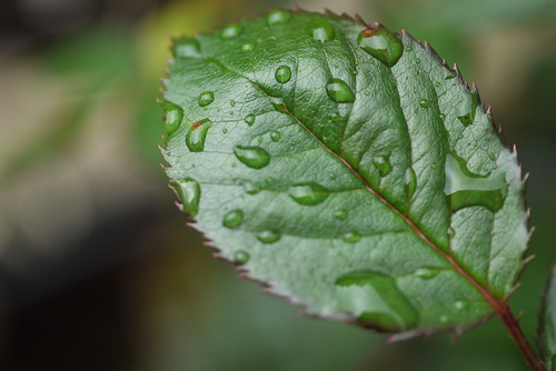 Raindrops on Leaf