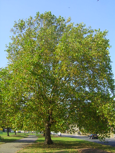 290911 Tree at Holbeck Park