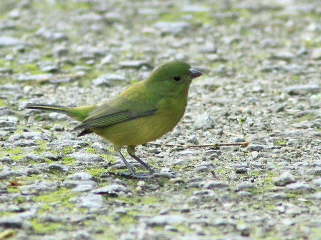 Painted Bunting 2-20111001