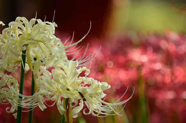 White spider lilies