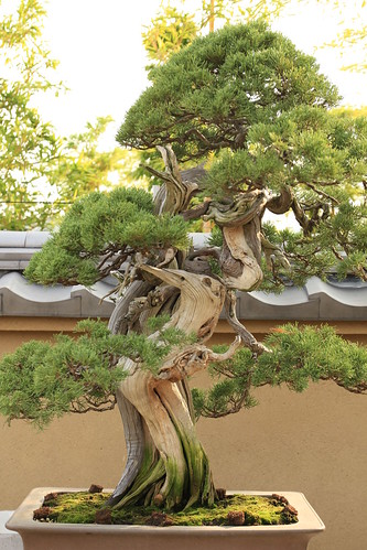 真柏 Shimpaku  (Japanese Juniper) - 盆栽美術館 - bonsai museum
