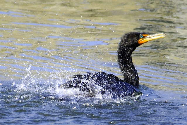 shaking double crested cormorant 4