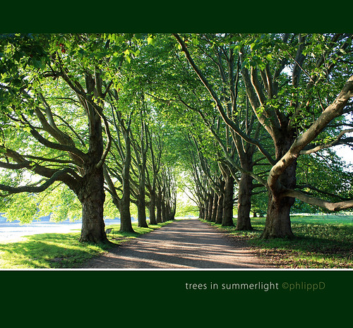 TREES_SUMMERLIGHT by Phlipp D