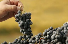 Cinco vinos de varietales raros para los que busquen sabores alternativos